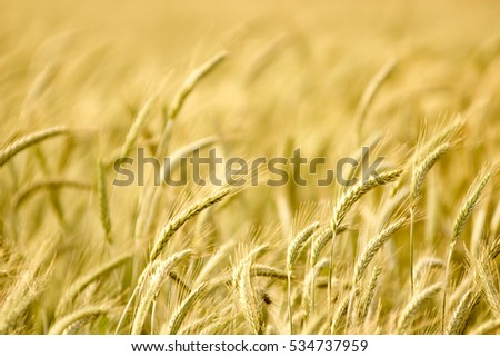 Wheat crops plant field in summer. Depth of field