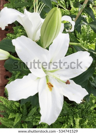 Closeup of white lily flower