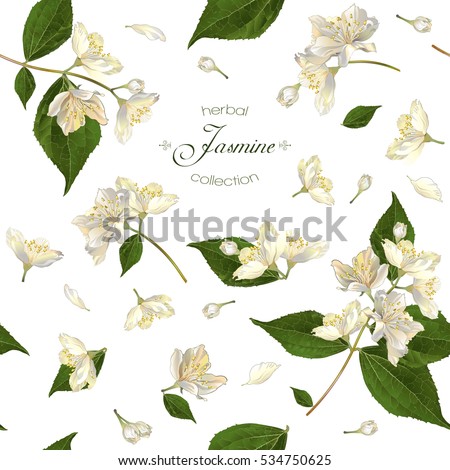 Vector seamless pattern with jasmine flowers on white. Design for herbal tea, health care products, natural cosmetics, essential oil. Can be used as wedding background. Best for wrapping paper. Royalty-Free Stock Photo #534750625