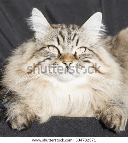 long haired cat, siberian breed brown tabby
