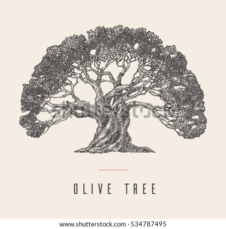 High detail illustration of an old olive tree, hand drawn, vector
