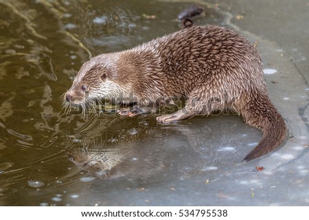 European fish Otter (Lutra lutra) on ice of frozen river in winter