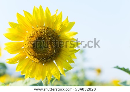 Photo Sunflower sky As wallpaper and background
