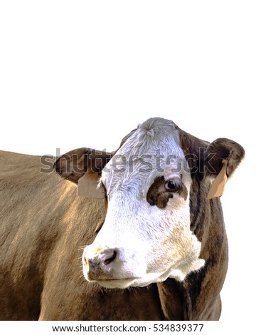 Red baldy beef cow three-quarter view - isolated