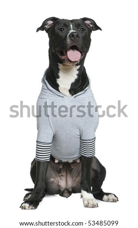 Dressed American Staffordshire Terrier, 30 months old, sitting in front of white background