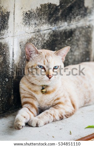 A cat is laying on the ground beside the wall