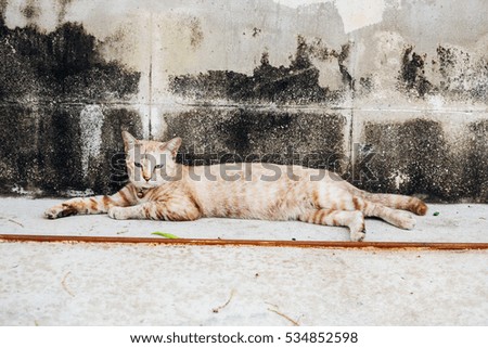 A cat is laying on the village's ground