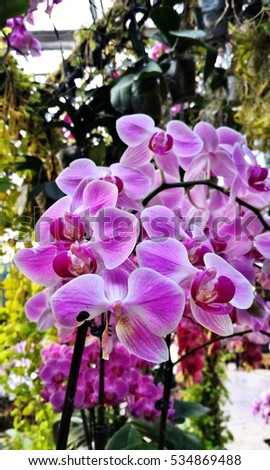 Amazing beautiful orchid flower. Fresh and natural.