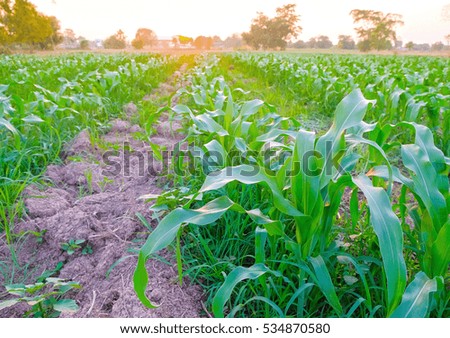 a front selective focus picture of organic young corn at agriculture field on sunset 