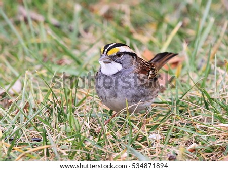 Foraging  White-throated Sparrow