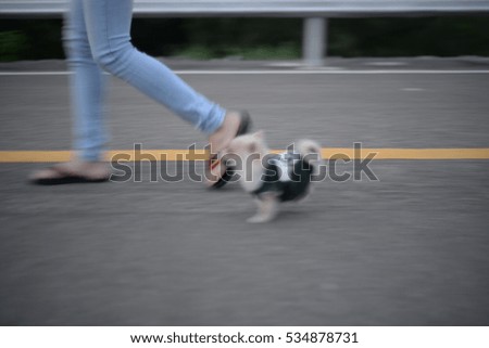 Dogs are jogging picture is blurred