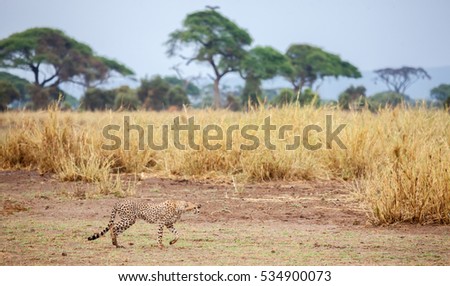 a gepard is running in the grassland in Kenya