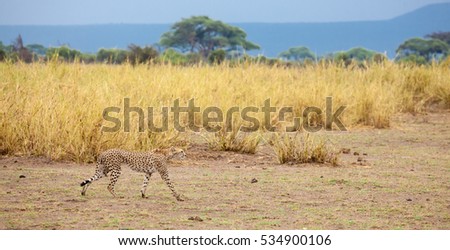 a gepard is going in the grassland in Kenya