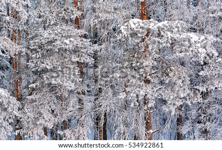 Beautiful winter landscape. Awesome frozen beauty. Wonderful photo of pine trees covered with ice and snow. Morning rime in the forest. Glacial trees. Stunning picturesque image. 