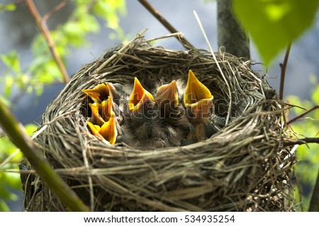 yellow open-mouthed birds in nest Royalty-Free Stock Photo #534935254