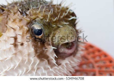 Porcupinefish closeup,poison fish face  Royalty-Free Stock Photo #534946708