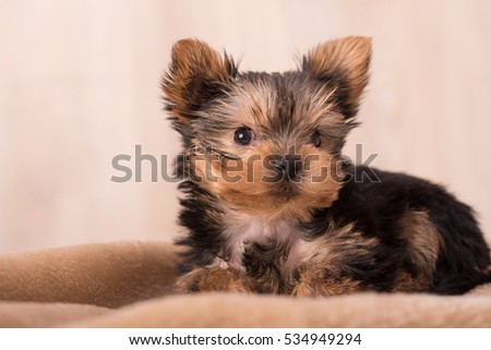 Beautiful puppy Yorkshire Terrier posing for the camera