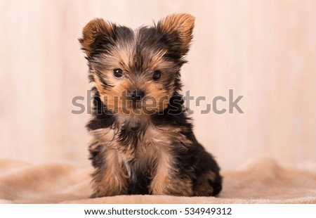 Beautiful puppy Yorkshire Terrier posing for the camera