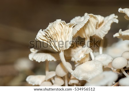 A group of poisonous mushrooms (Termitomyces indicus Natarajan) in the forest.