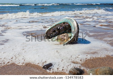 Big Perlemoen Abalone shell showing the iridescent nacre mother-of-pearl interior washed onto California beach at Pacific Ocean coast, USA Royalty-Free Stock Photo #534978583