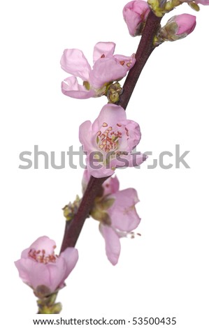 Isolated Pink blossom sakura