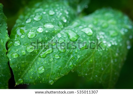 Water droplets on a green leaf after rain.