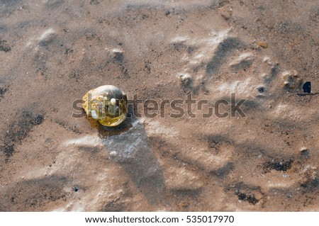 Shell on the sand beach.