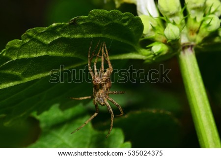 Macro of brown spider Caucasian Solpuga molting under a green leaf nettle                               