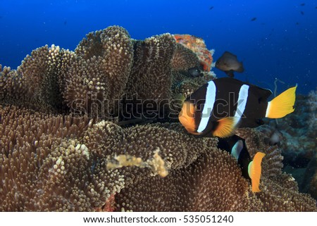 Clarke's Anemonefish (Clownfish) fish