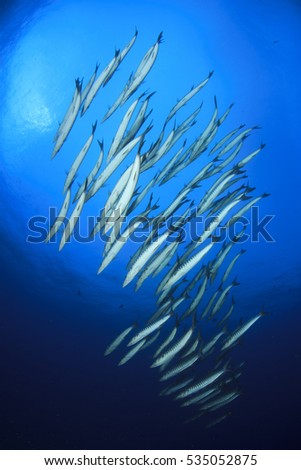 Fish school barracuda in blue ocean