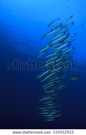 Fish school barracuda in blue ocean