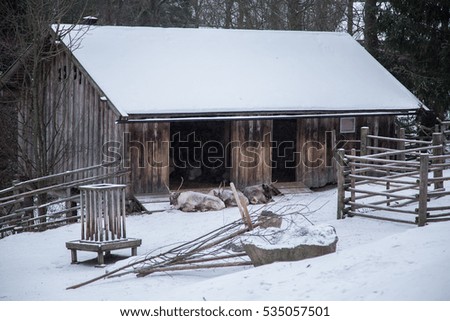 Beautiful reindeer in a stable in winter