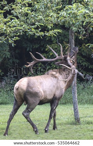 Bull elk - Photograph taken in Elk State Forest, Elk County, Benezette, Pennsylvania.