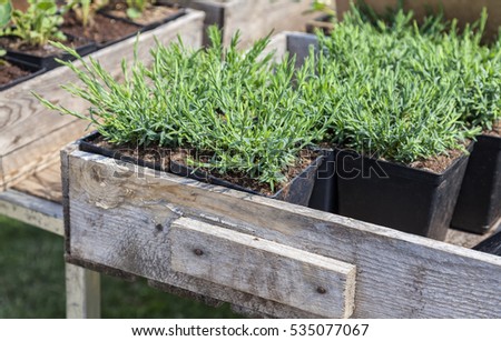 Image of boxes with seedlings in plant school. 