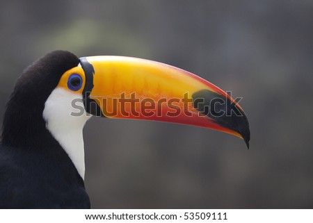 Close-up of toco toucan