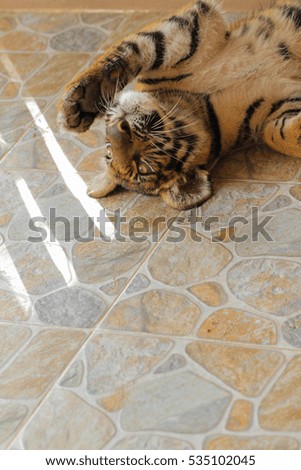 Portrait of baby tiger