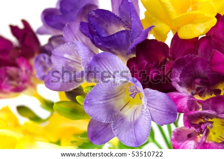 yellow and violet fresia on white