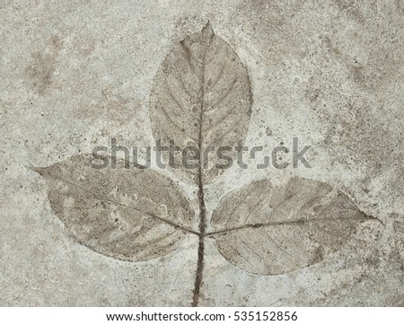 Leaf on cement texture background