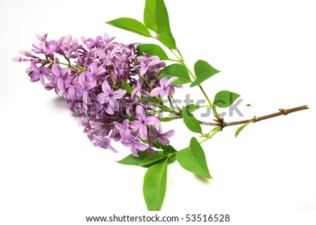 lilac on white