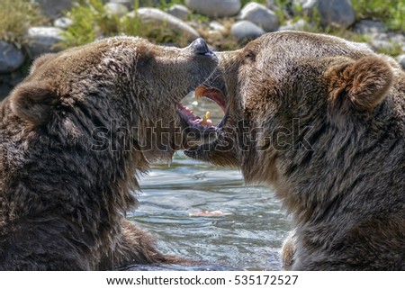 grizzly play time