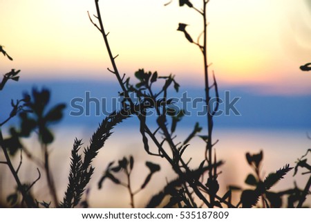 seaside brush calm at dusk