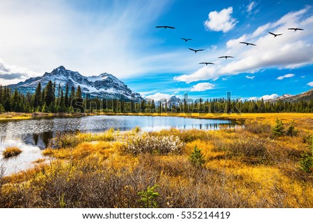 Flock of birds flying over the autumn valley. Waterlogged valley in the Canadian Rockies. The concept of an active and eco-tourism Royalty-Free Stock Photo #535214419