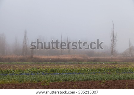 Rural landscape of trees between in the fog