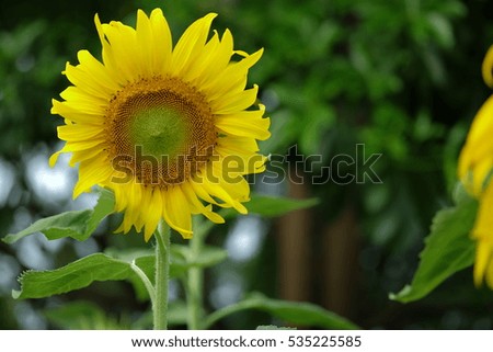 Selective focus on a beautiful yellow sun flower in the sun flower field facing the sun with blurry background