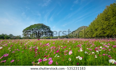 A big tree in cosmos flowers garden with blue sky