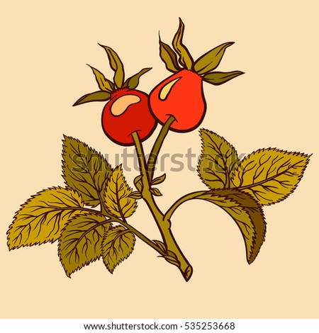 Hand drawn briar isolated. Leaf and plant of dog rose. Medicinal herbs. botanical illustration.flat color