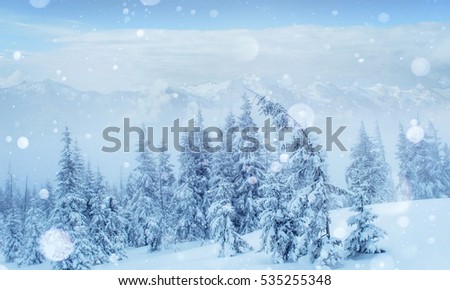 Mysterious landscape majestic mountains in the morning fog.  Beautiful winter snow covered trees. light effect bokeh. Carpathian Ukraine.