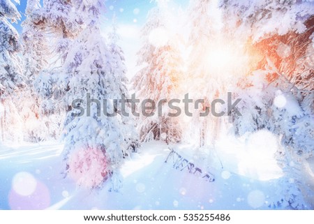 Sunlight breaks through the tree crown in the mountains. Photo greeting card. Dramatic and picturesque scene. Bokeh light effect, soft filter. Carpathian, Ukraine, Europe.