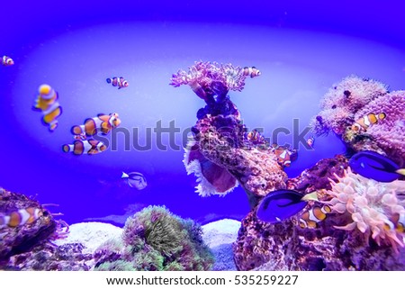 clownfish Royalty-Free Stock Photo #535259227