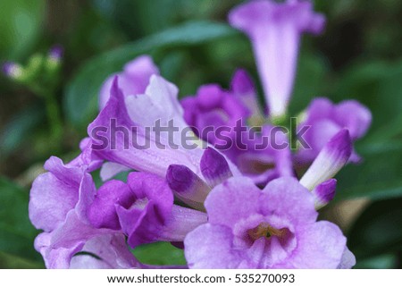 Purple flowers with beautiful on leaf background